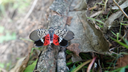 A spotted lanternfly on a tree.