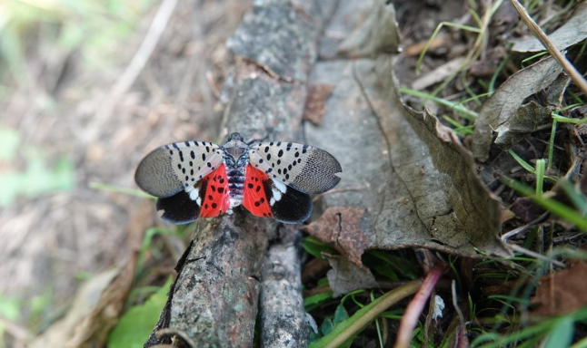 A spotted lanternfly on a tree.