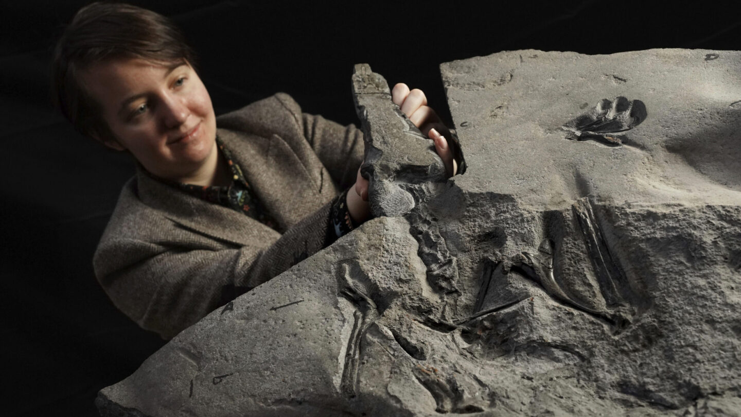 natalia jagieska pterosaur