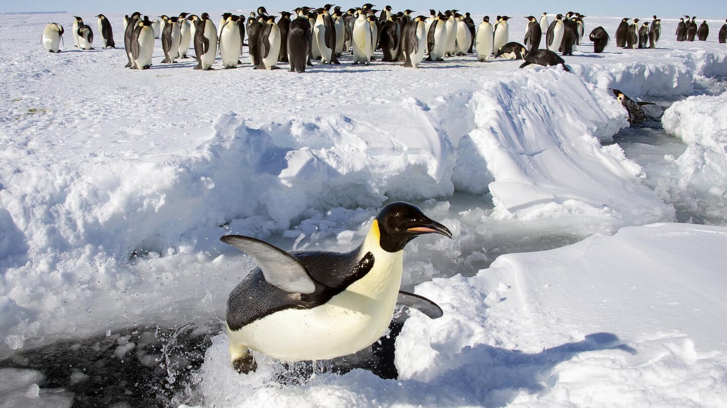 Emperor penguins will receive endangered species protections – WABE