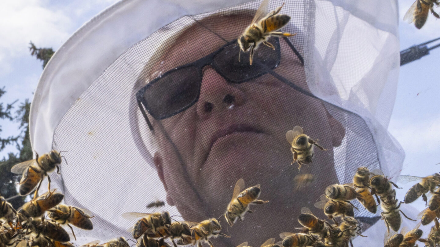 5 Million Bees Fall Off A Truck Near Toronto And Drivers Are Asked To Close Windows Wabe