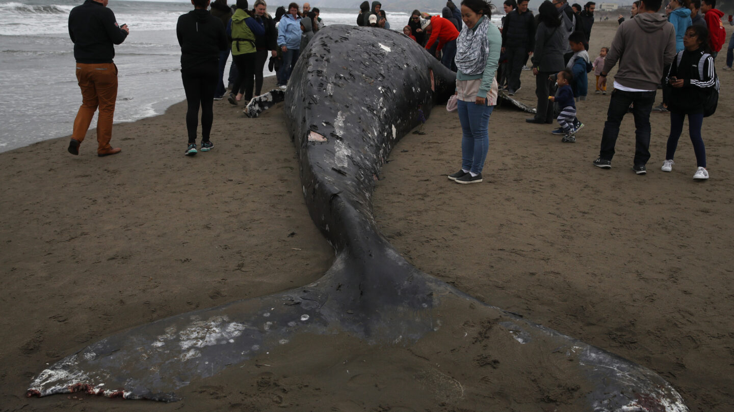 Why 23 Dead Whales Have Washed Up on the East Coast Since December - The  New York Times